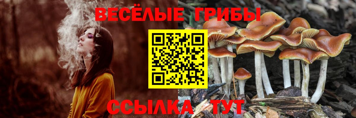 Псилоцибиновые грибы Cubensis Сатка